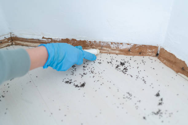 Best Residential Pest Control  in Anna, IL